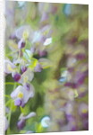 Under Wisteria, 2018 by Helen White