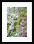 Under Wisteria, 2018 by Helen White