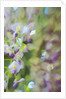 Under Wisteria, 2018 by Helen White