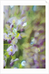 Under Wisteria, 2018 by Helen White
