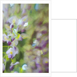 Under Wisteria, 2018 by Helen White