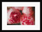 Pink Peonies, 2018 by Helen White