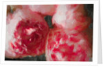 Pink Peonies, 2018 by Helen White