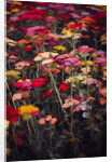 Wildly Colourful, 2018 by Helen White