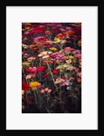 Wildly Colourful, 2018 by Helen White