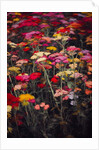 Wildly Colourful, 2018 by Helen White
