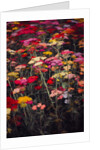 Wildly Colourful, 2018 by Helen White