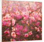 Spring Sprung; 2018 by Helen White