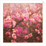 Spring Sprung; 2018 by Helen White