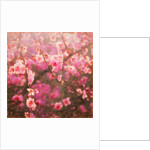 Spring Sprung; 2018 by Helen White