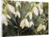 Snowdrops, 2019 by Helen White