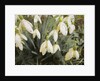 Snowdrops, 2019 by Helen White