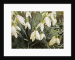Snowdrops, 2019 by Helen White