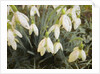 Snowdrops, 2019 by Helen White