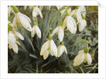 Snowdrops, 2019 by Helen White