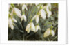 Snowdrops, 2019 by Helen White