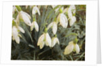 Snowdrops, 2019 by Helen White