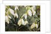 Snowdrops, 2019 by Helen White