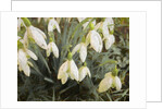 Snowdrops, 2019 by Helen White