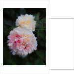 Summer Peonies, 2018 by Helen White