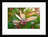 Magnolia, 2018 by Helen White