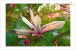 Magnolia, 2018 by Helen White