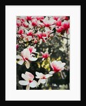 Blooming Magnolia, 2018 by Helen White