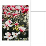 Blooming Magnolia, 2018 by Helen White