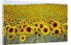 Sunflower Field, 2019 by Helen White