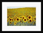 Sunflower Field, 2019 by Helen White