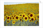 Sunflower Field, 2019 by Helen White