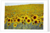 Sunflower Field, 2019 by Helen White