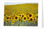 Sunflower Field, 2019 by Helen White