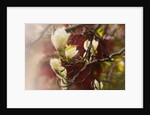 Magnolia, 2018 by Helen White