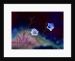 Transience, 2019 by Helen White