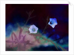 Transience, 2019 by Helen White