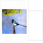 Balance Keeper, 2019 by Helen White