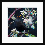 Lord of the Summer Song, 2019 by Helen White