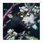 Lord of the Summer Song, 2019 by Helen White