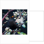 Lord of the Summer Song, 2019 by Helen White