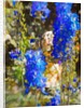 Blue Delphiniums, 2019 by Helen White