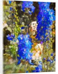 Blue Delphiniums, 2019 by Helen White