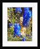 Blue Delphiniums, 2019 by Helen White