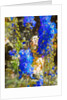 Blue Delphiniums, 2019 by Helen White