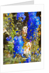 Blue Delphiniums, 2019 by Helen White