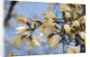 Blue Sky Magnolia, 2019 by Helen White
