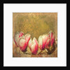 Vintage Magnolia; 2019 by Helen White