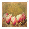 Vintage Magnolia; 2019 by Helen White