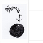 Lichen Leaf, 2014 by Bella Larsson