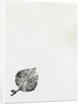 Leaf {Fay-erie Dust}, 2014 by Bella Larsson